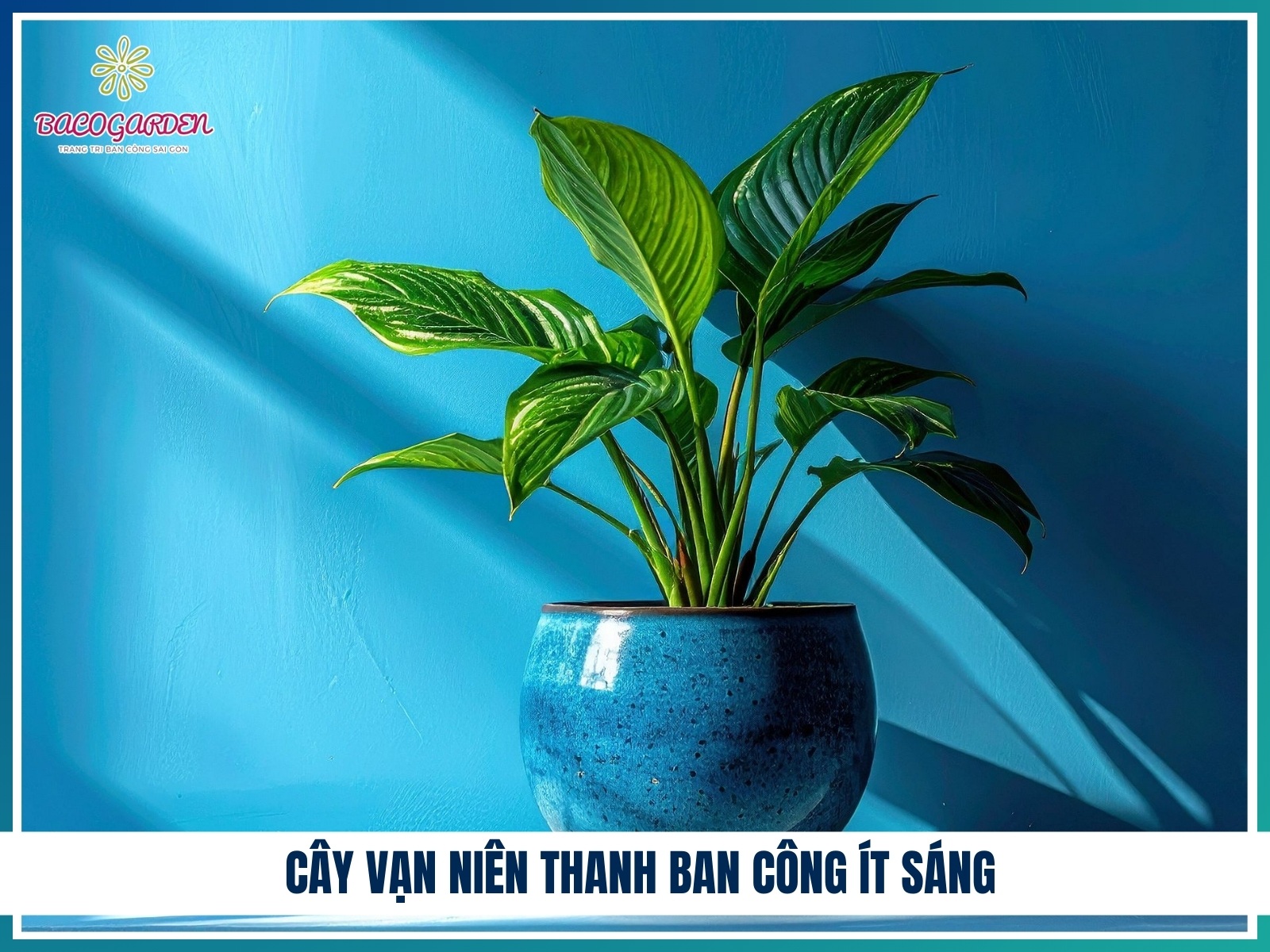 Cay van nien thanh ban cong it sang
