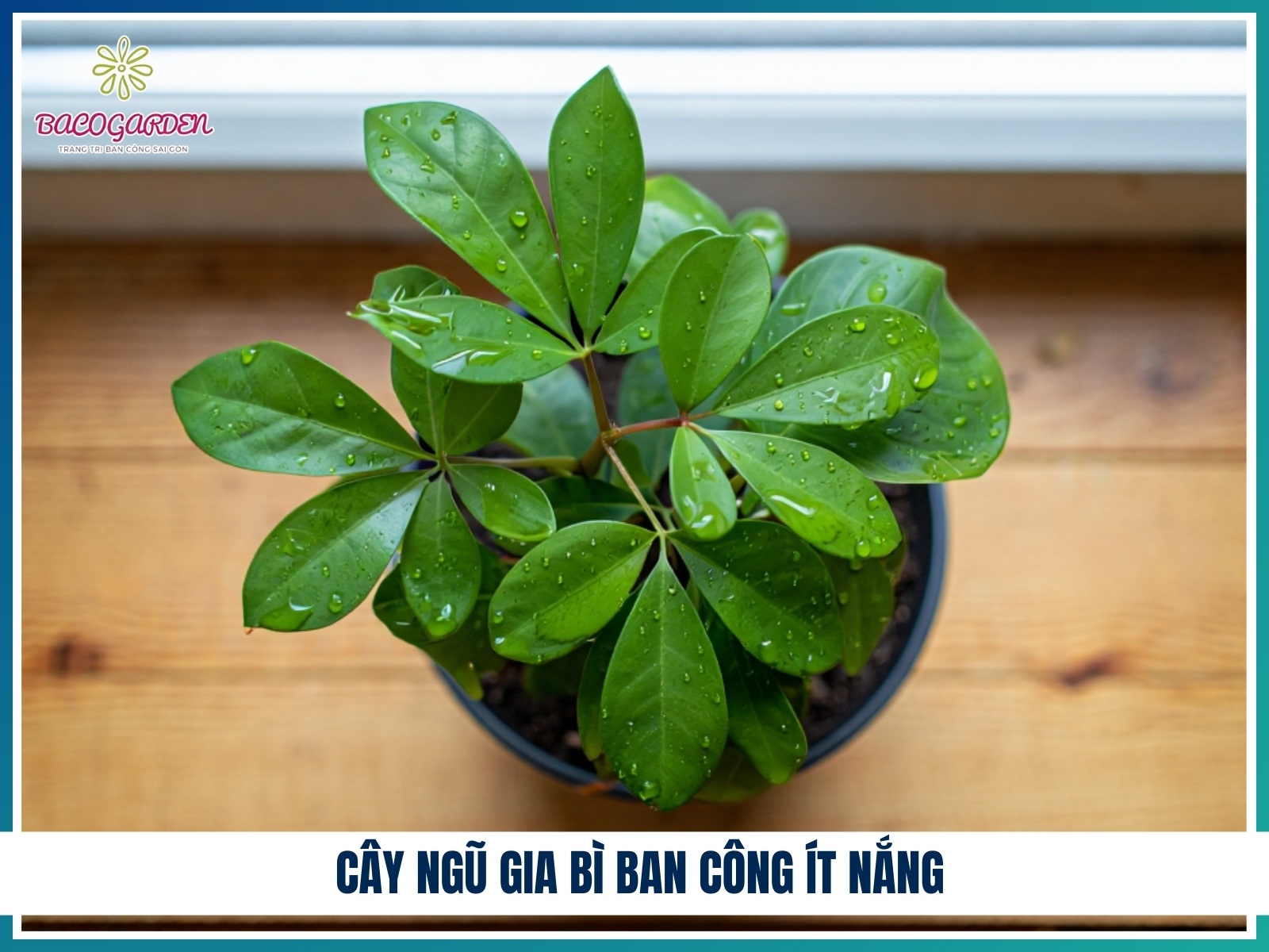 Cay ngu gia bi ban cong it nang