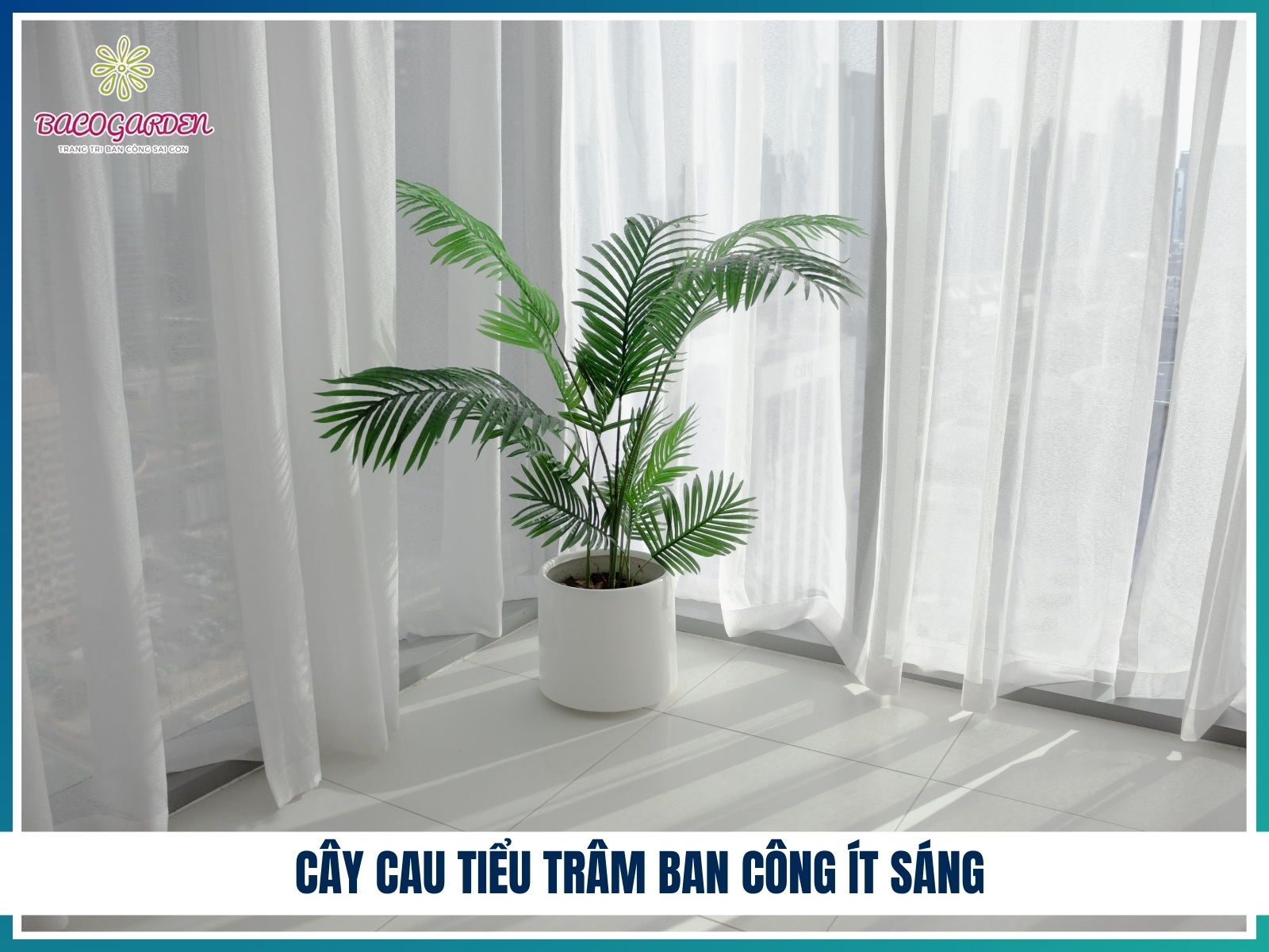 Cay cau tieu tram ban cong it sang