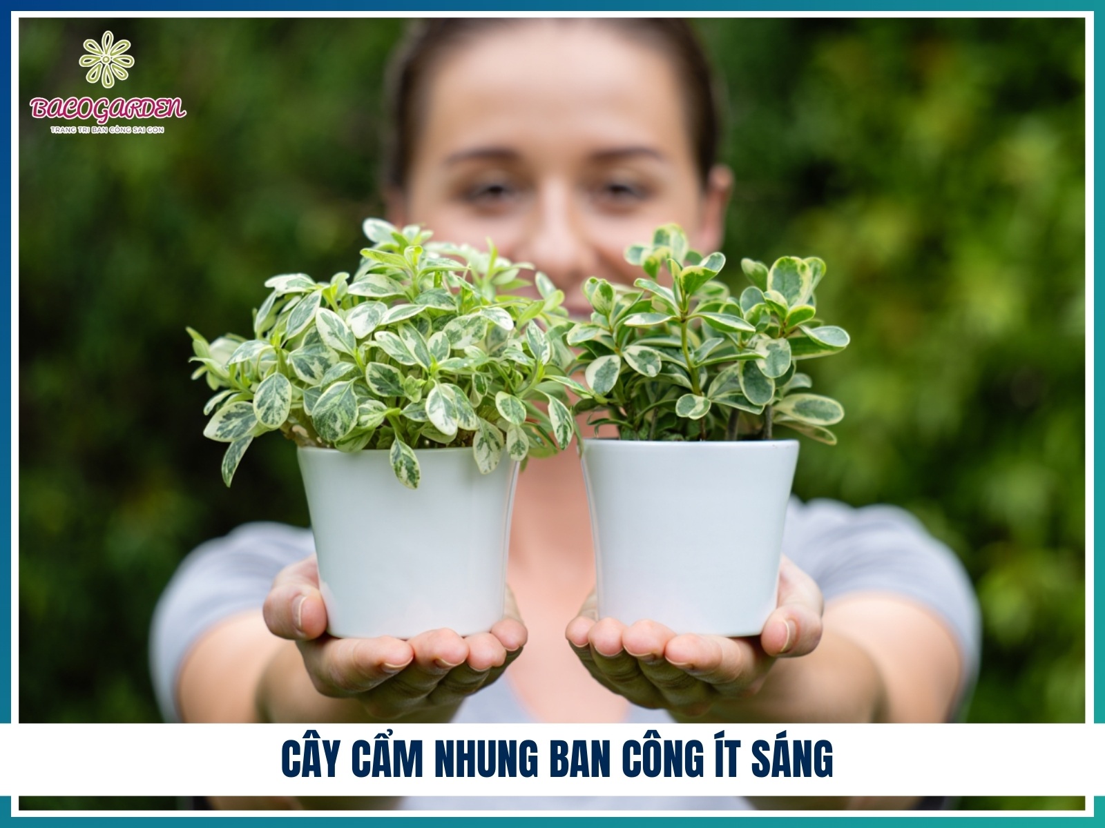 Cay cam nhung ban cong it sang