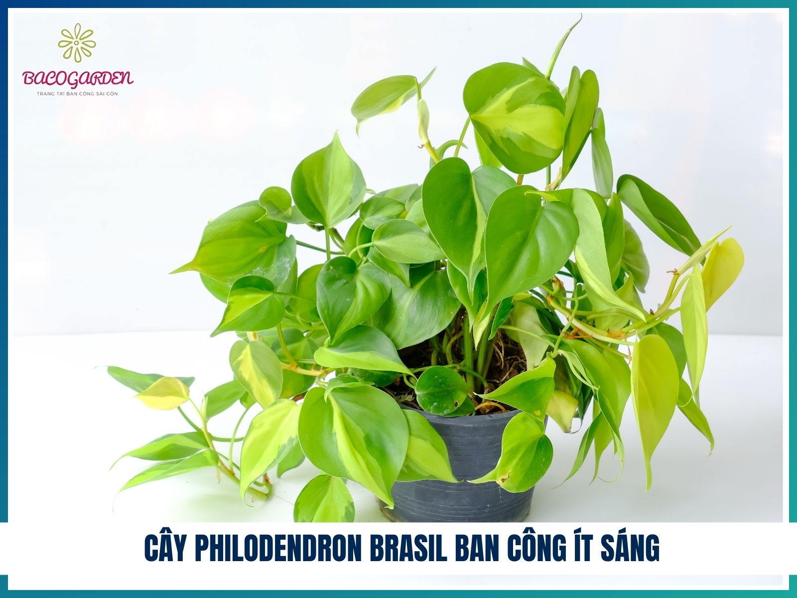 Cay philodendron brasil ban cong it sang