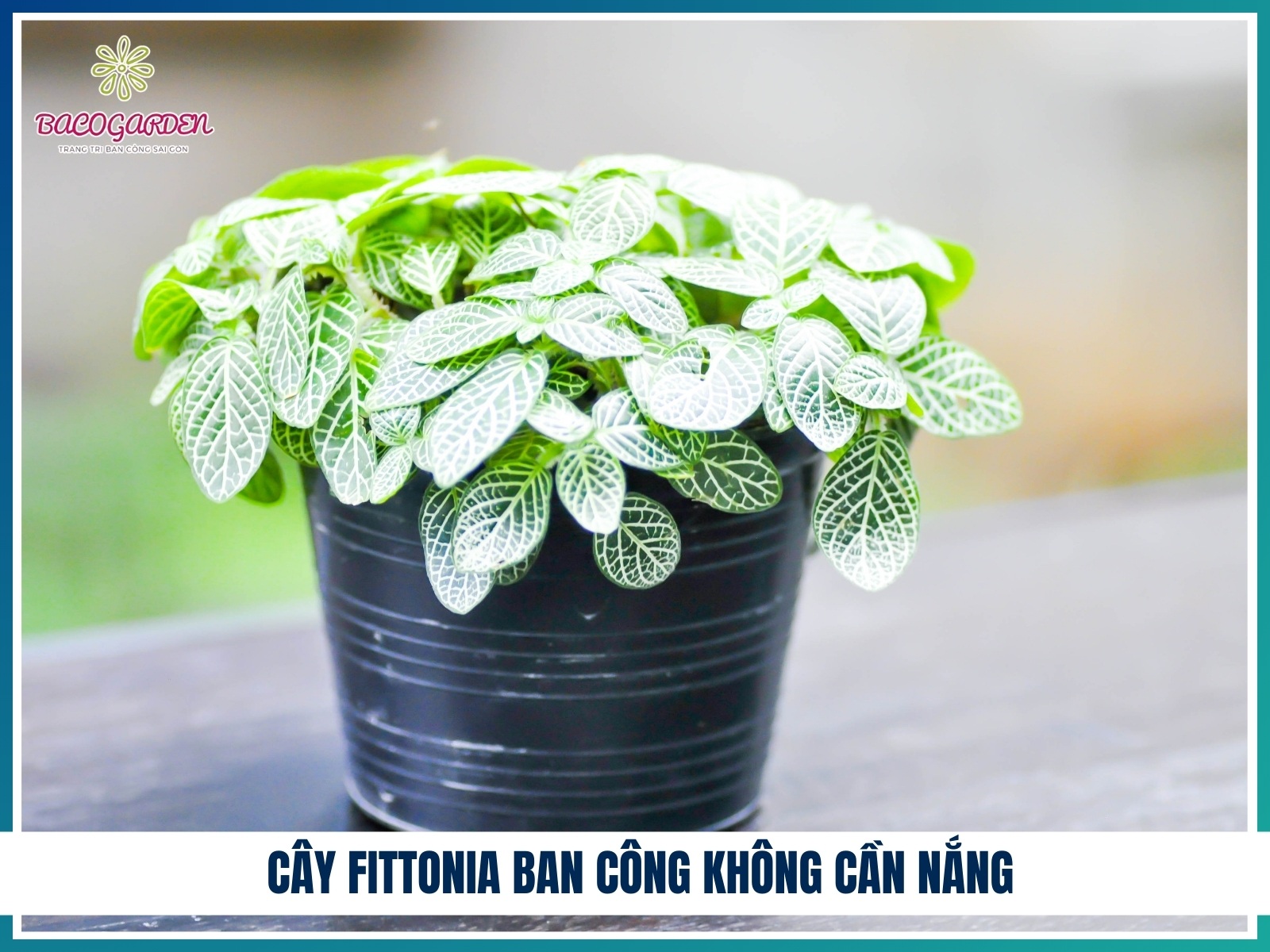 Cay fittonia ban cong khong can nang