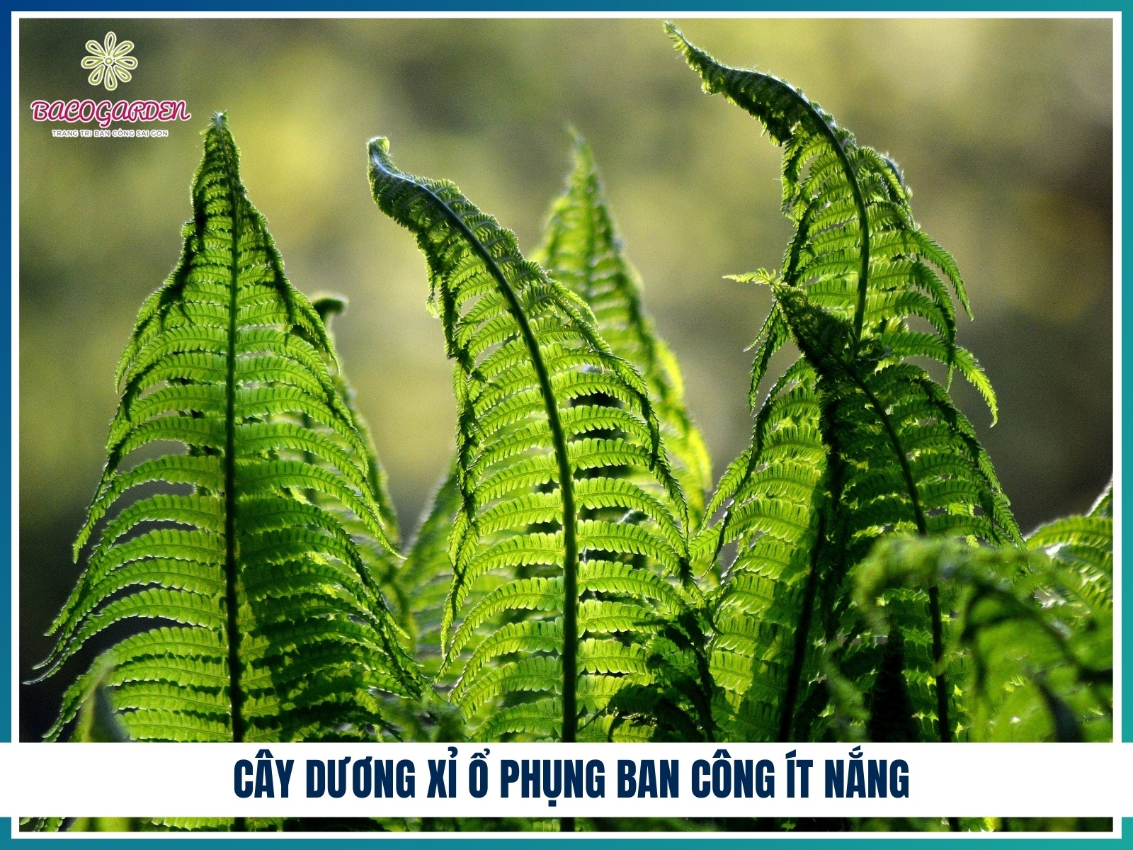 Cay duong xi o phung ban cong it nang