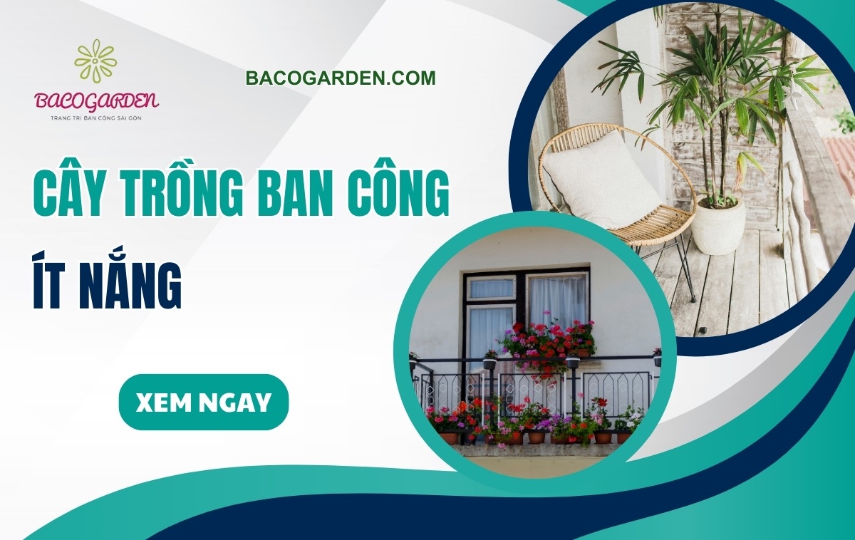 Cay trong ban cong it nang