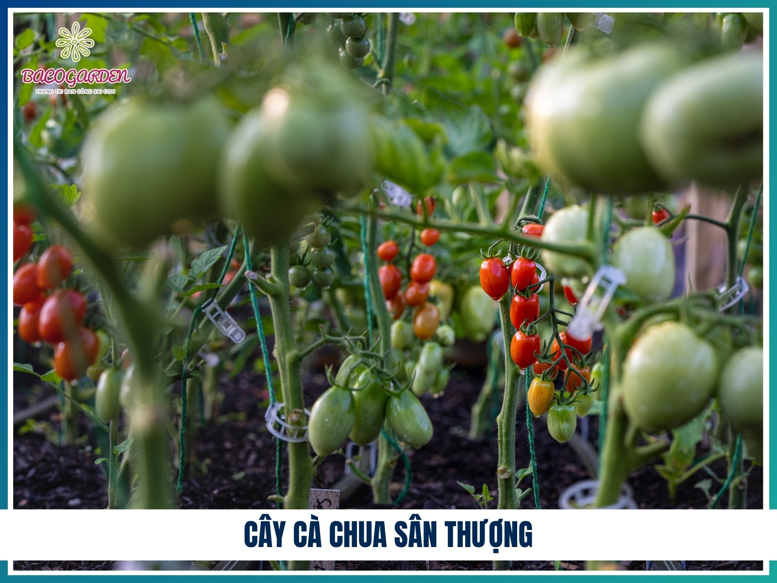 Cay ca chua san thuong