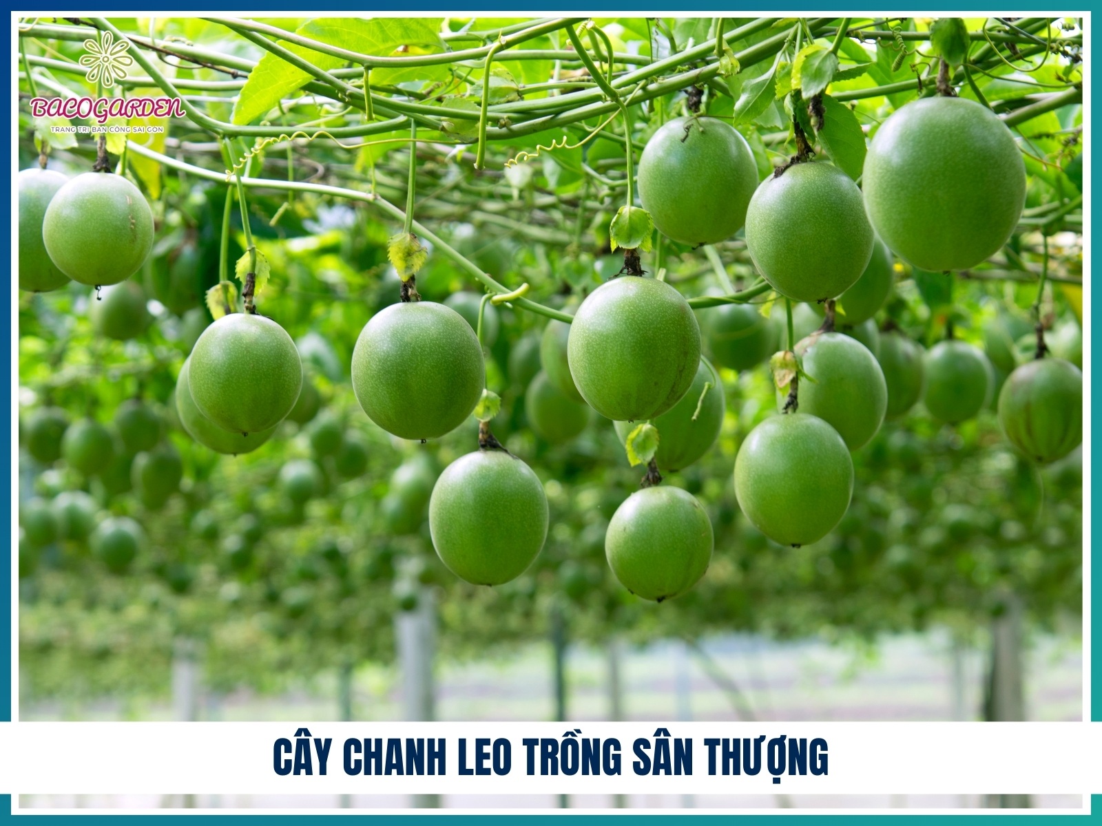 Cay chanh leo trong san thuong
