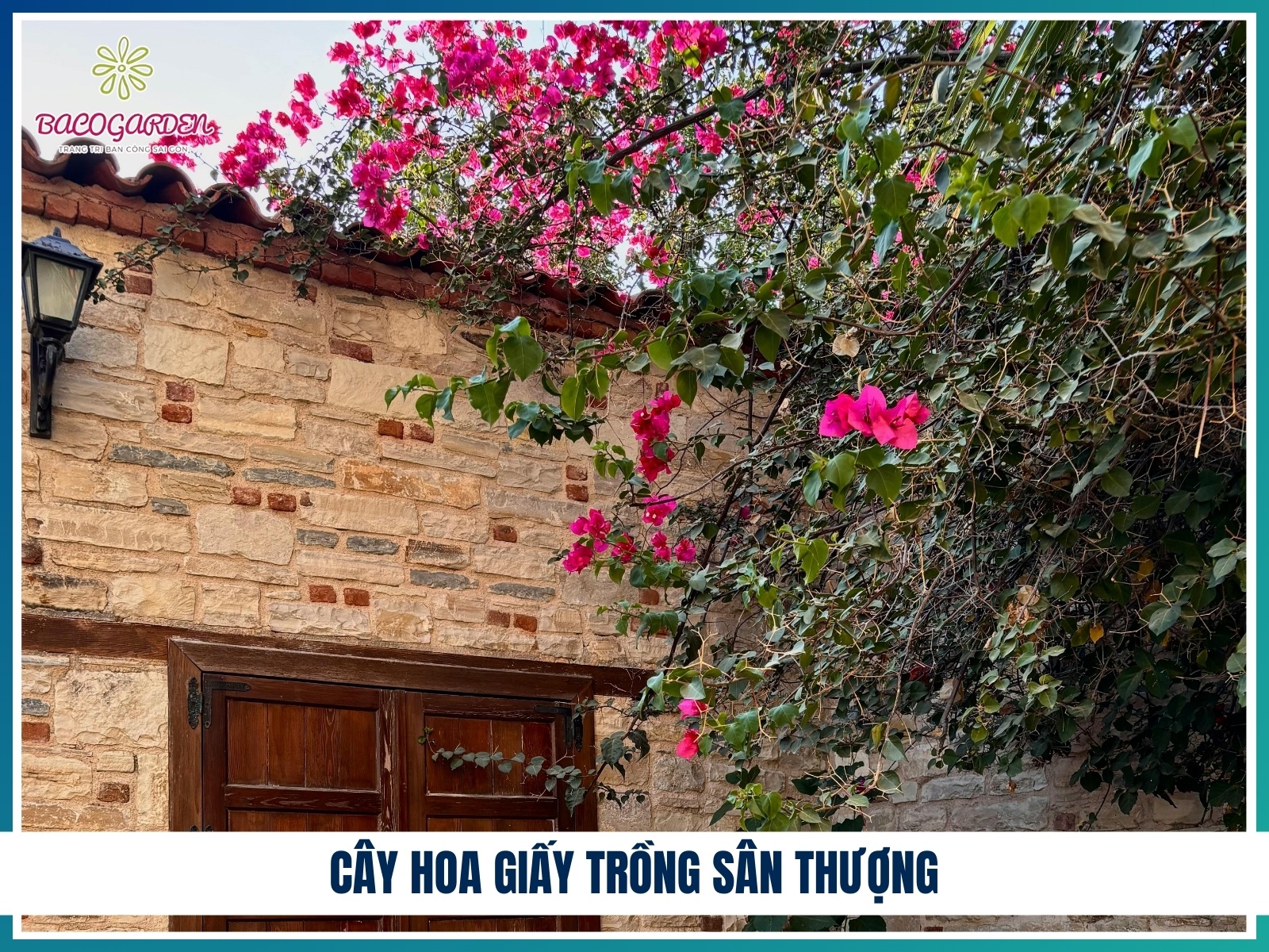 Cay hoa giay trong san thuong