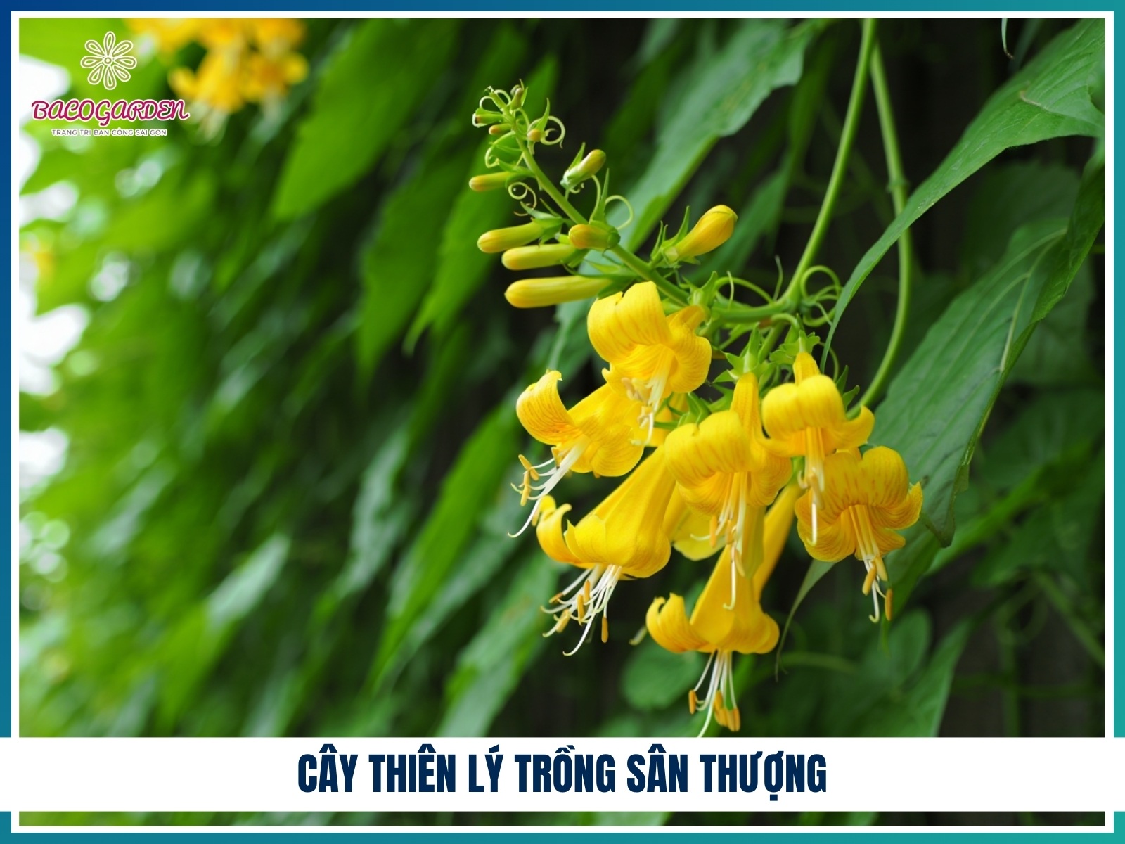 Cay thien ly trong san thuong