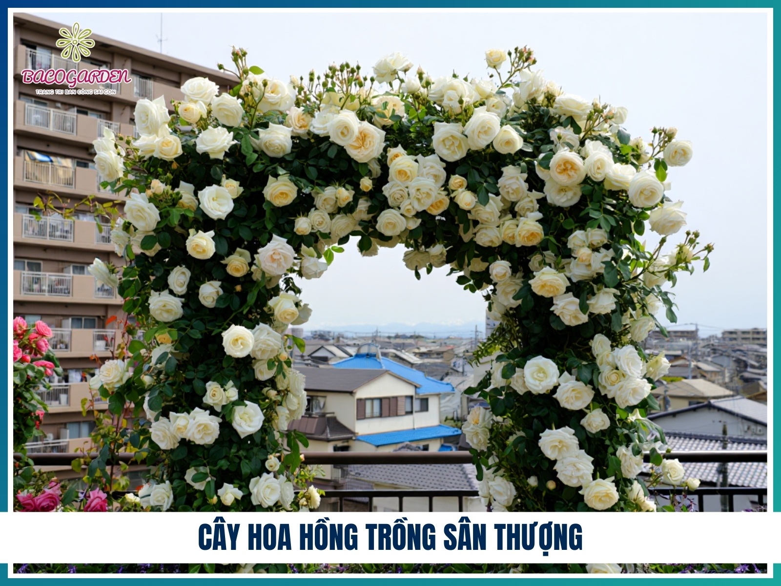 Cay hoa hong trong san thuong