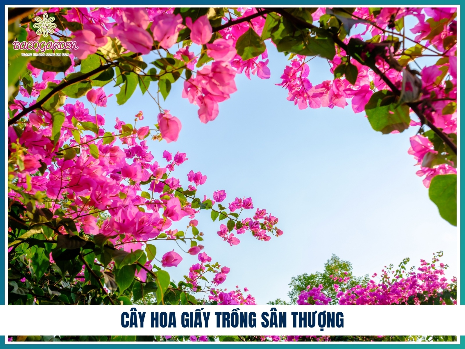 Cay hoa giay trong san thuong