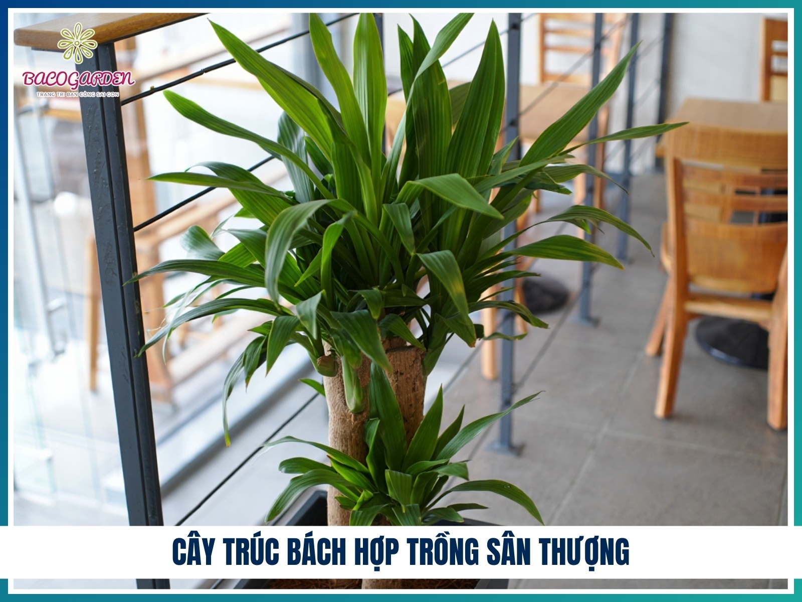 Cay truc bach hop trong san thuong