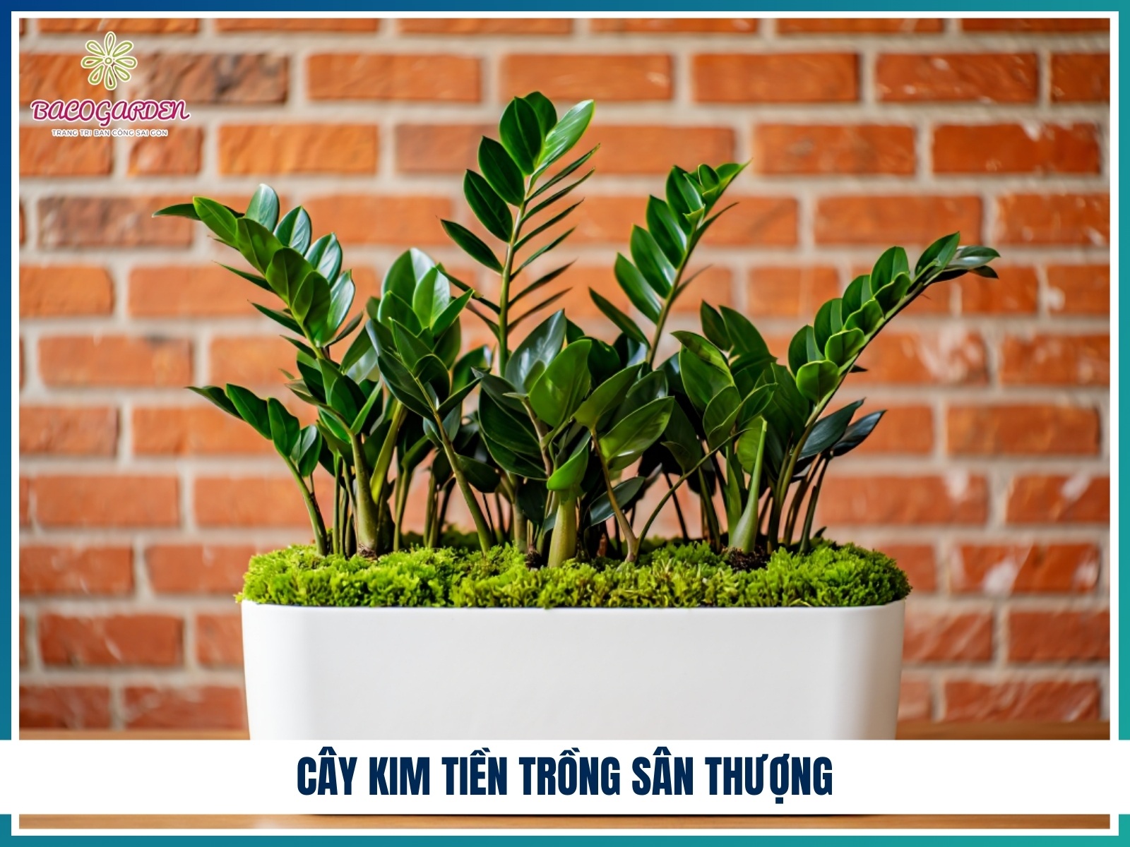 Cay kim tien trong san thuong