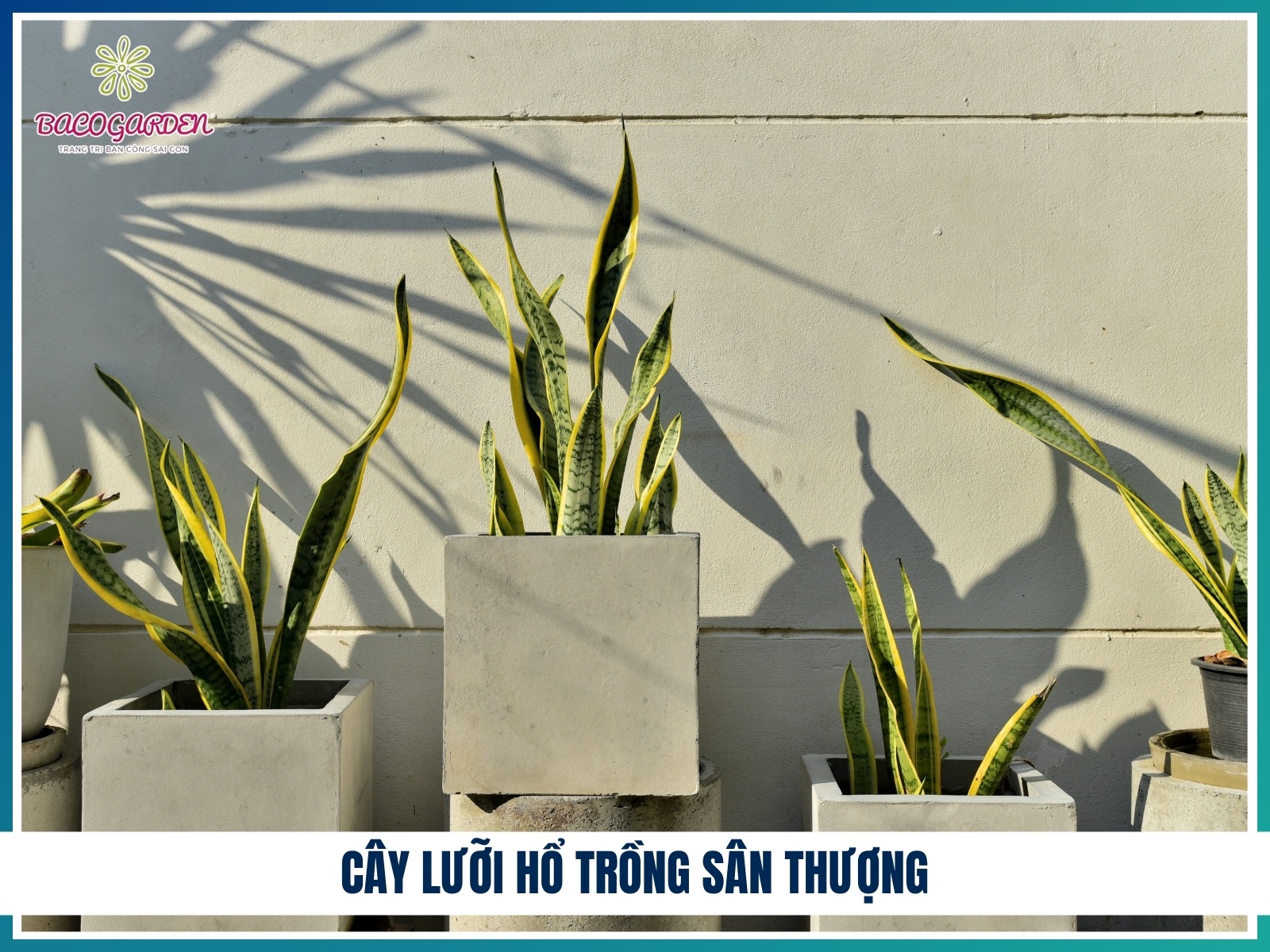 Cay luoi ho trong san thuong