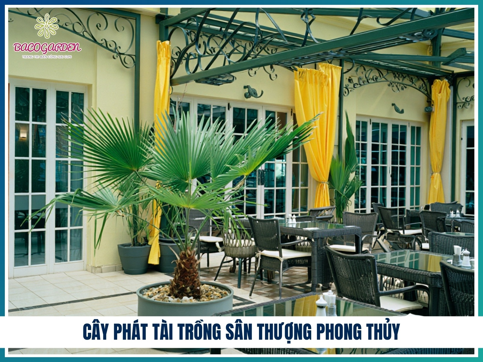 Cay phat tai trong san thuong phong thuy