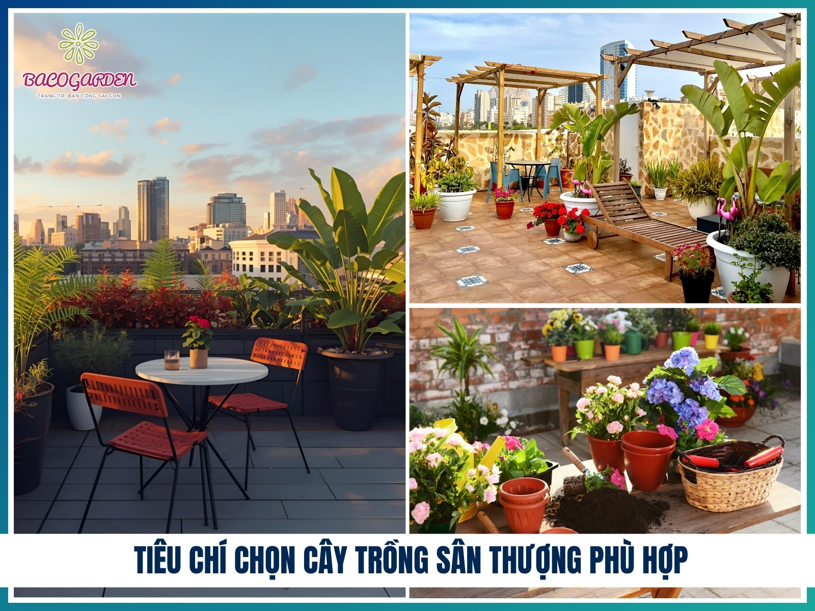 Tieu chi chon cay trong san thuong phu hop