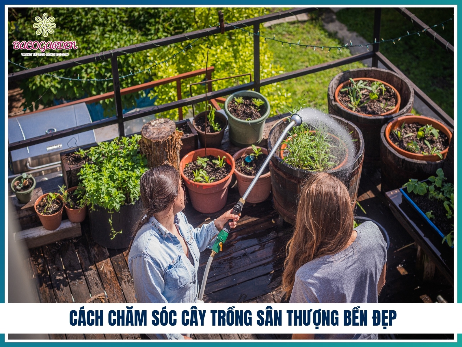 Cach cham soc cay trong san thuong ben dep