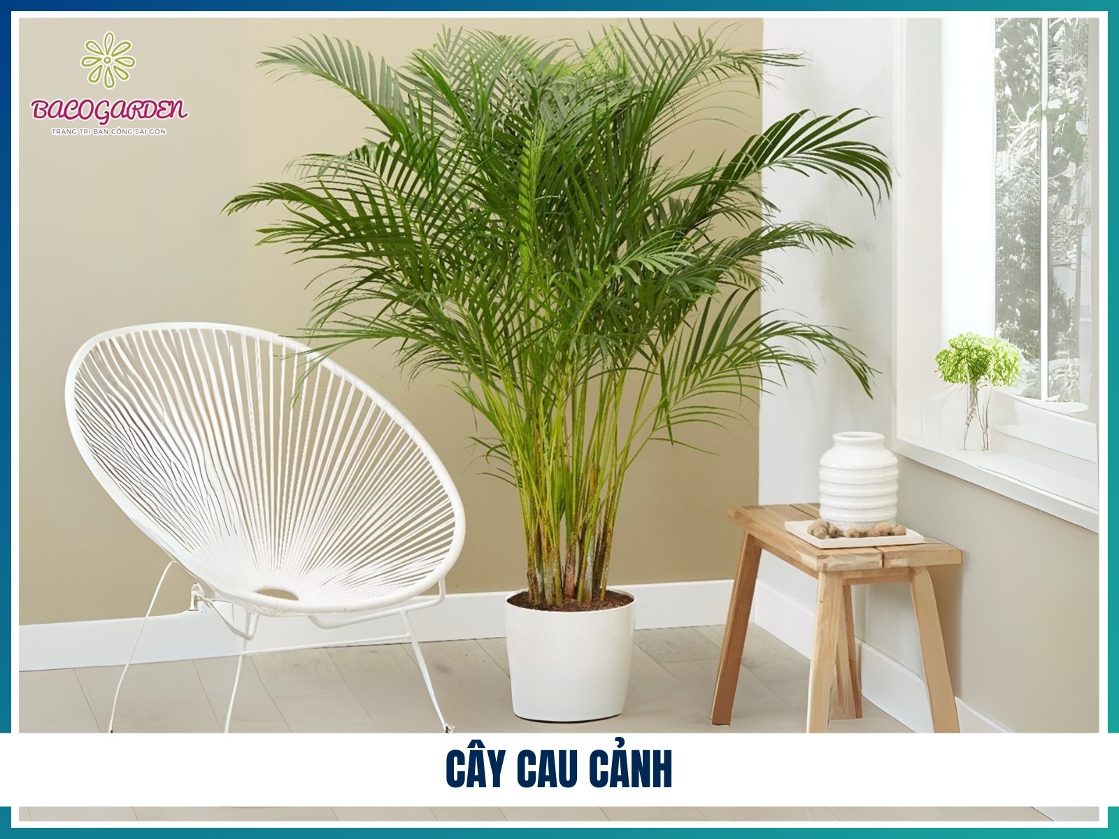 Cay cau canh