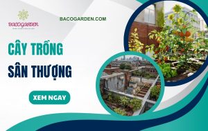 Cay trong san thuong