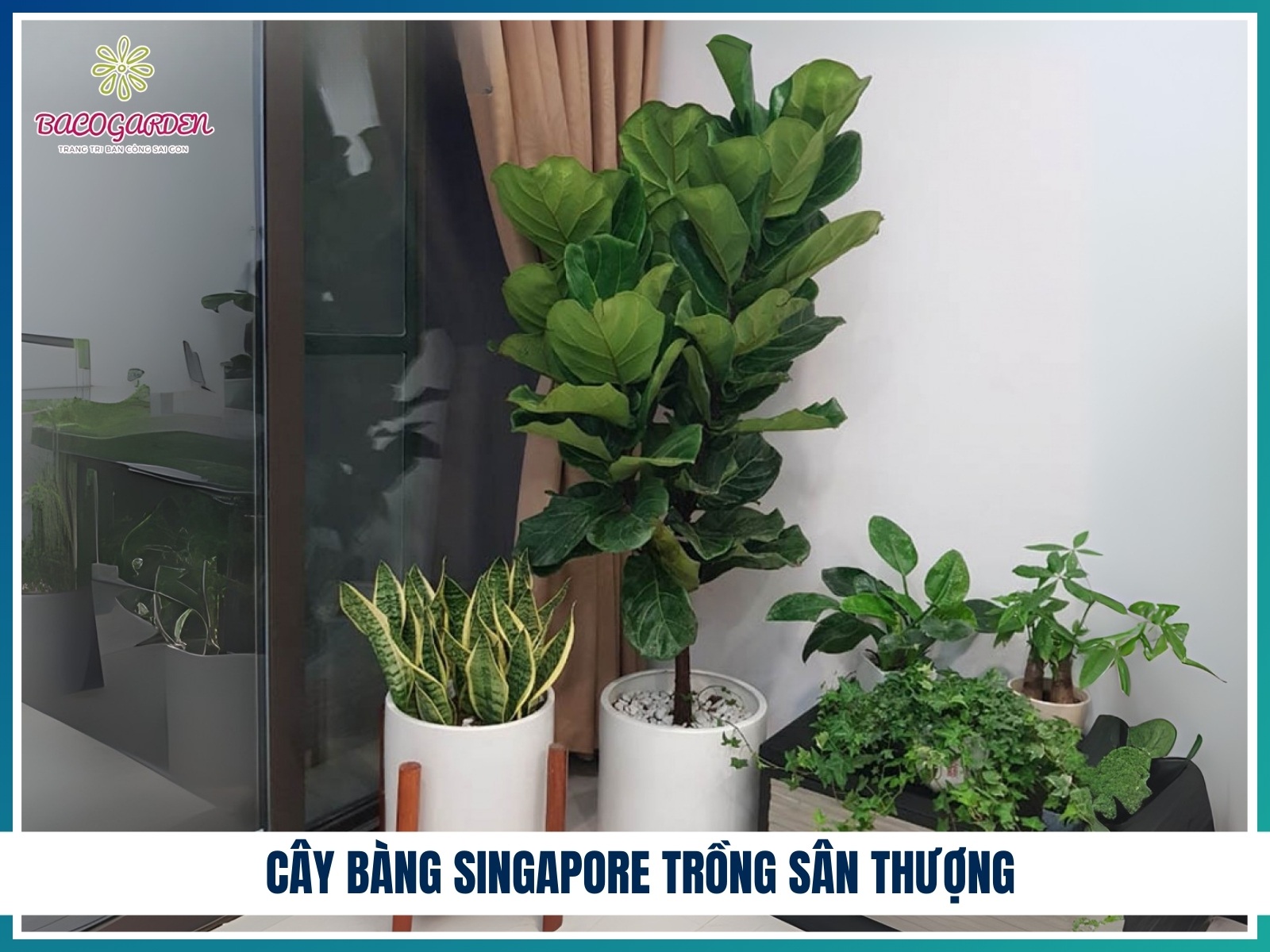 Cay bang Singapore trong san thuong
