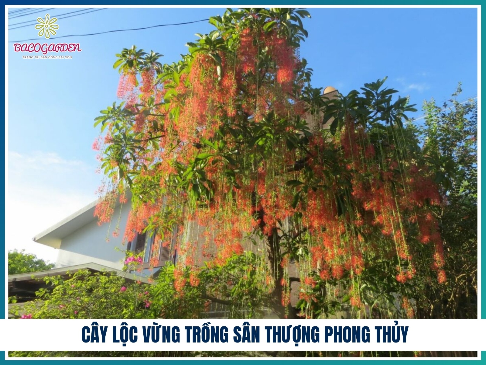 Cay loc vung trong san thuong phong thuy