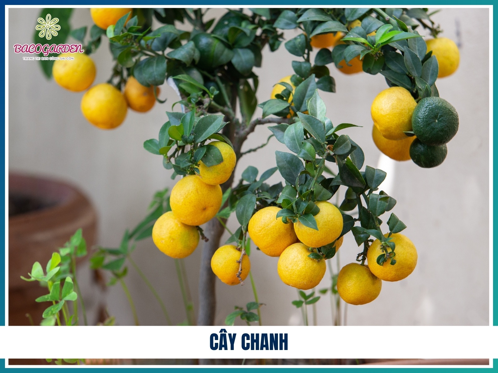 Cay chanh