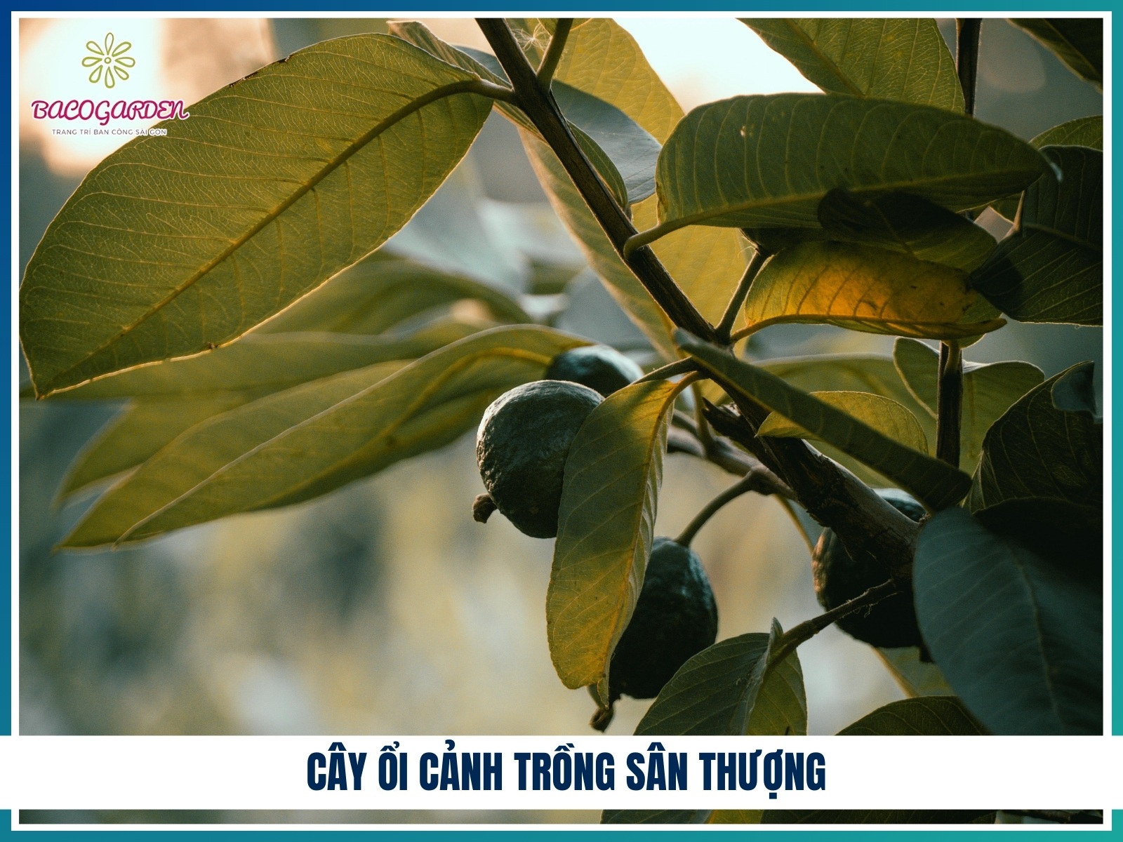 Cay oi canh trong san thuong