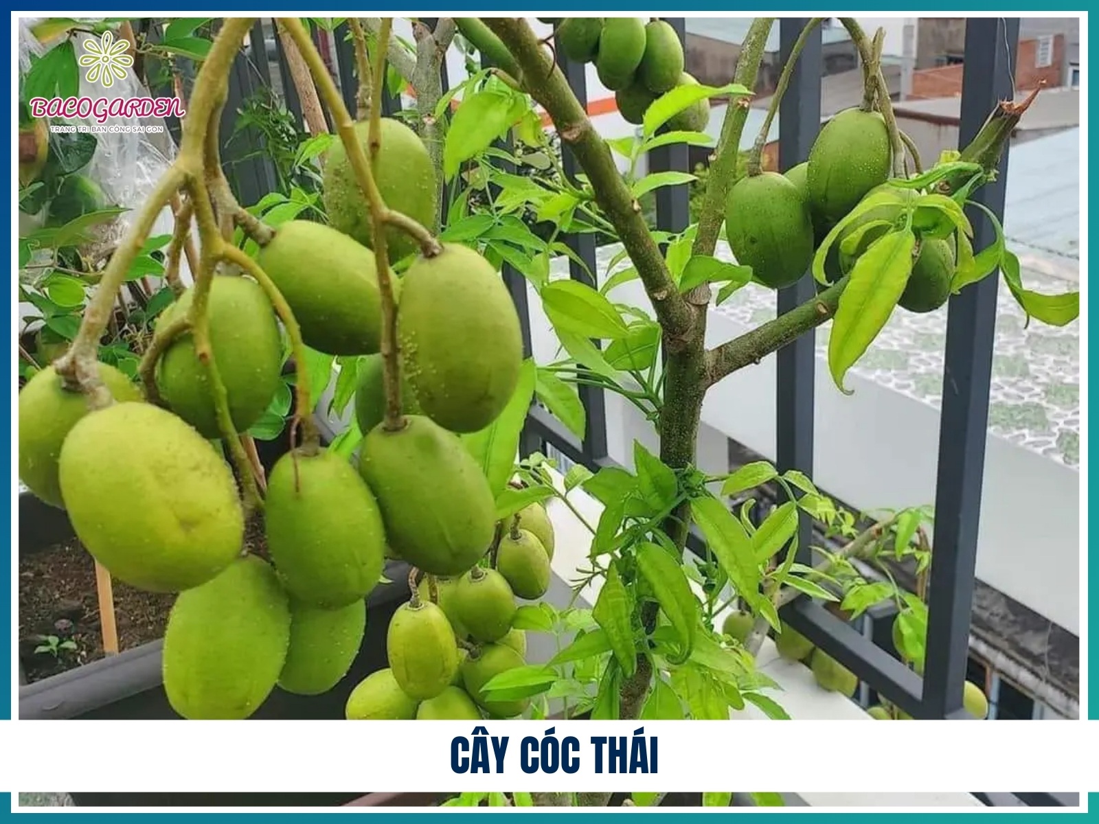 Cay coc Thai