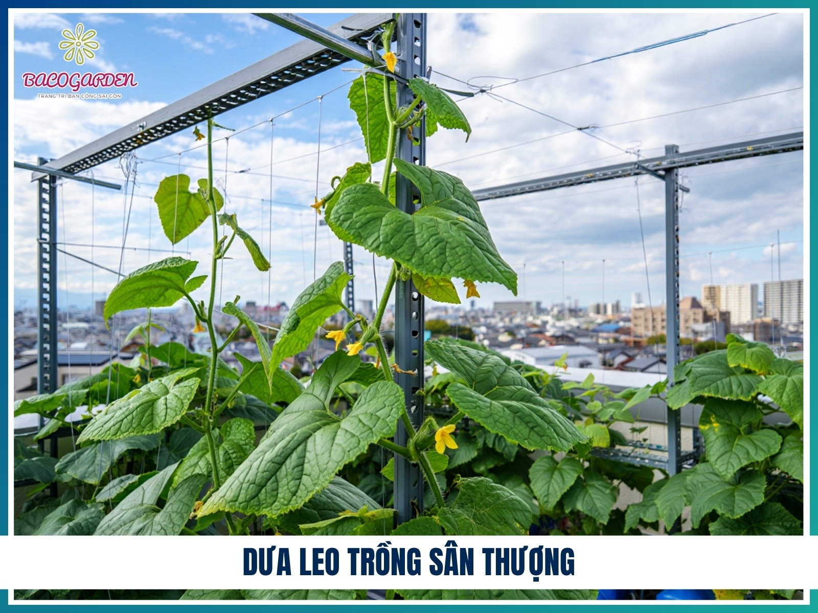 Dua leo trong san thuong