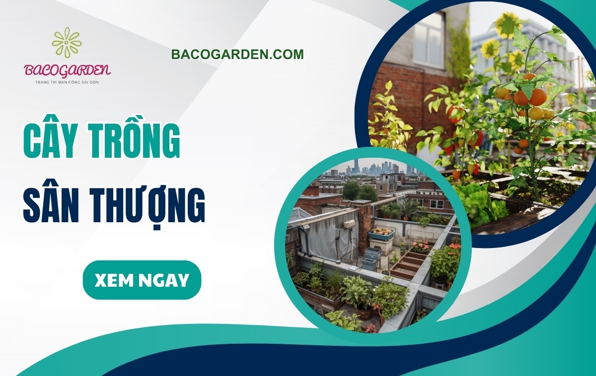 Các loại cây trồng sân thượng XANH MÁT
