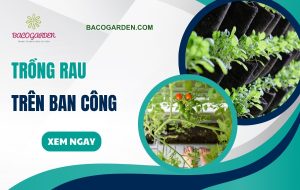 Trong rau tren ban cong