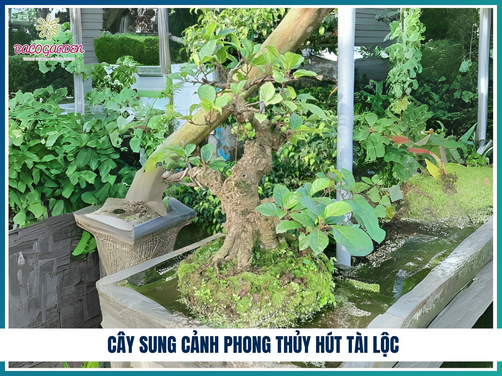 Cay sung canh phong thuy hut tai loc
