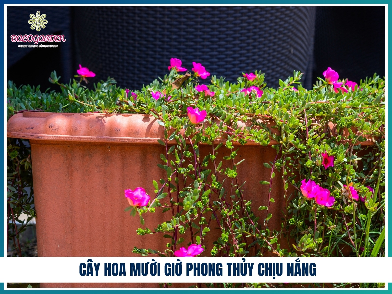 Cay hoa muoi gio phong thuy chiu nang