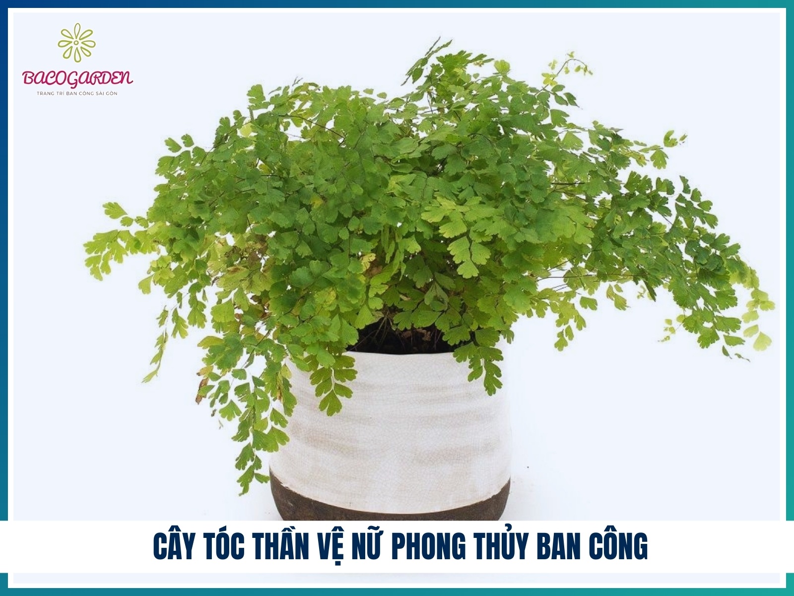 Cay toc than ve nu phong thuy ban cong