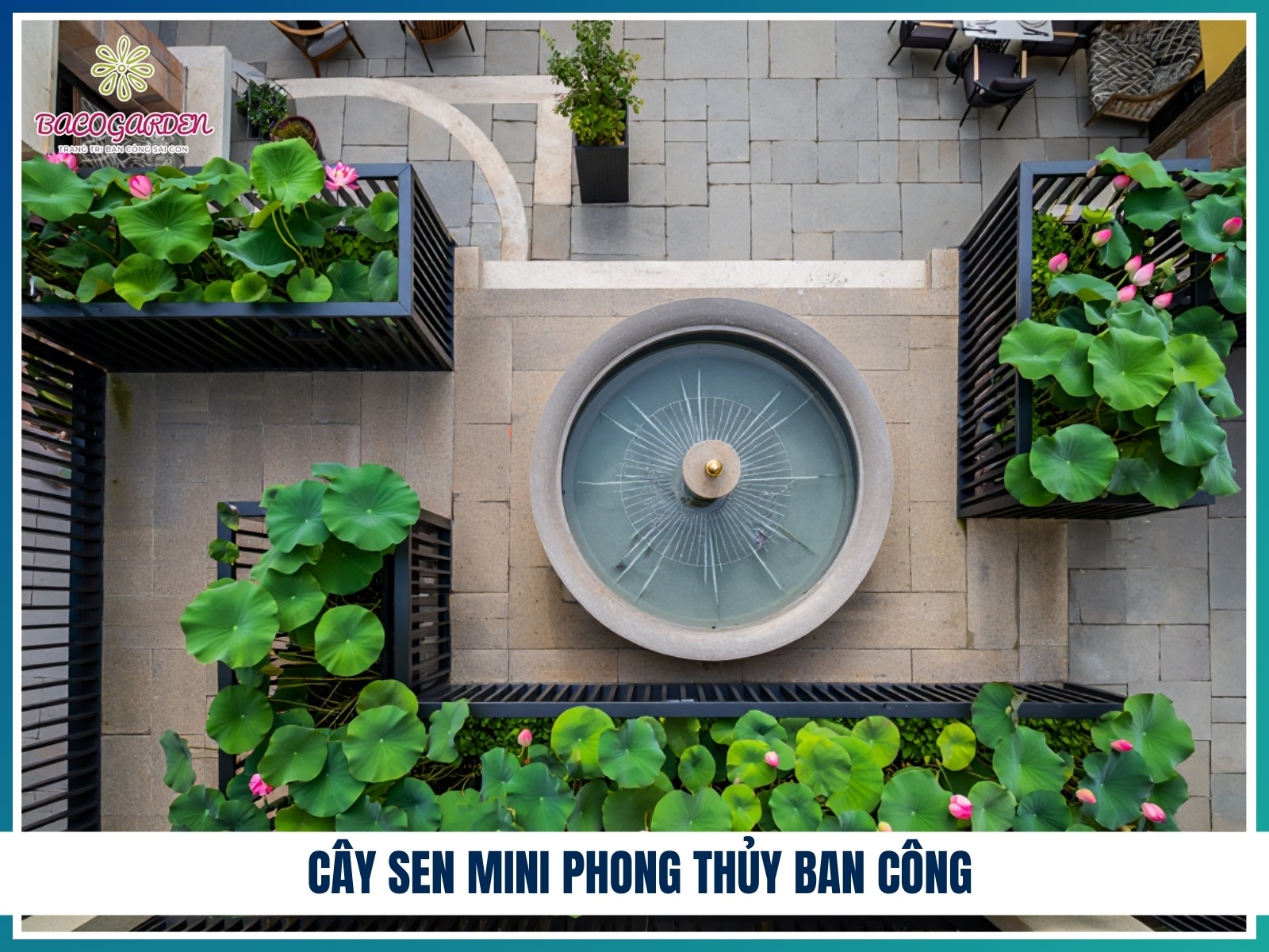 Cay sen mini phong thuy ban cong