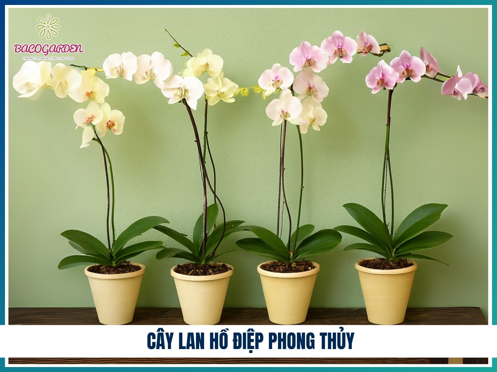 Cay lan ho diep phong thuy