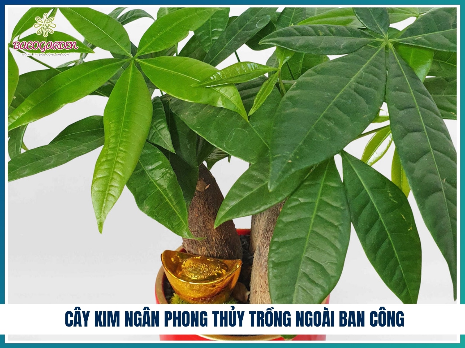 Cay kim ngan phong thuy trong ngoai ban cong