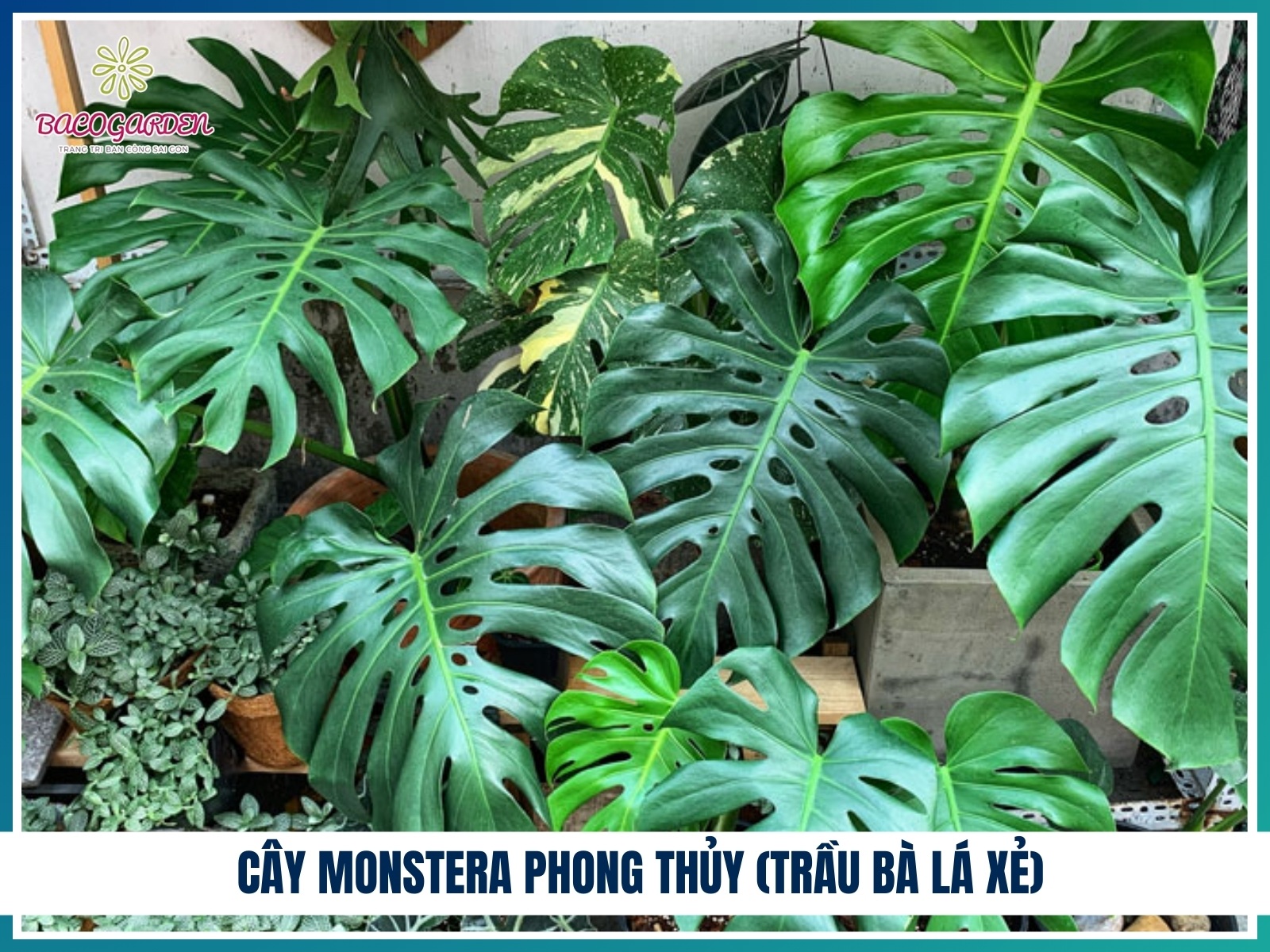 Cay monstera phong thuy trau ba la xe