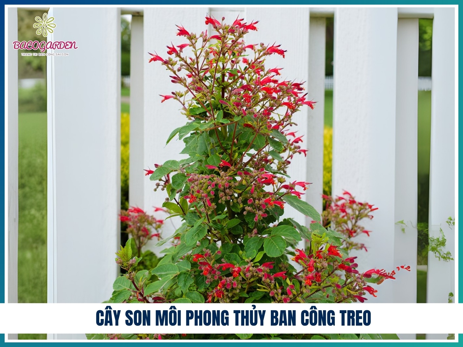Cay son moi phong thuy ban cong treo