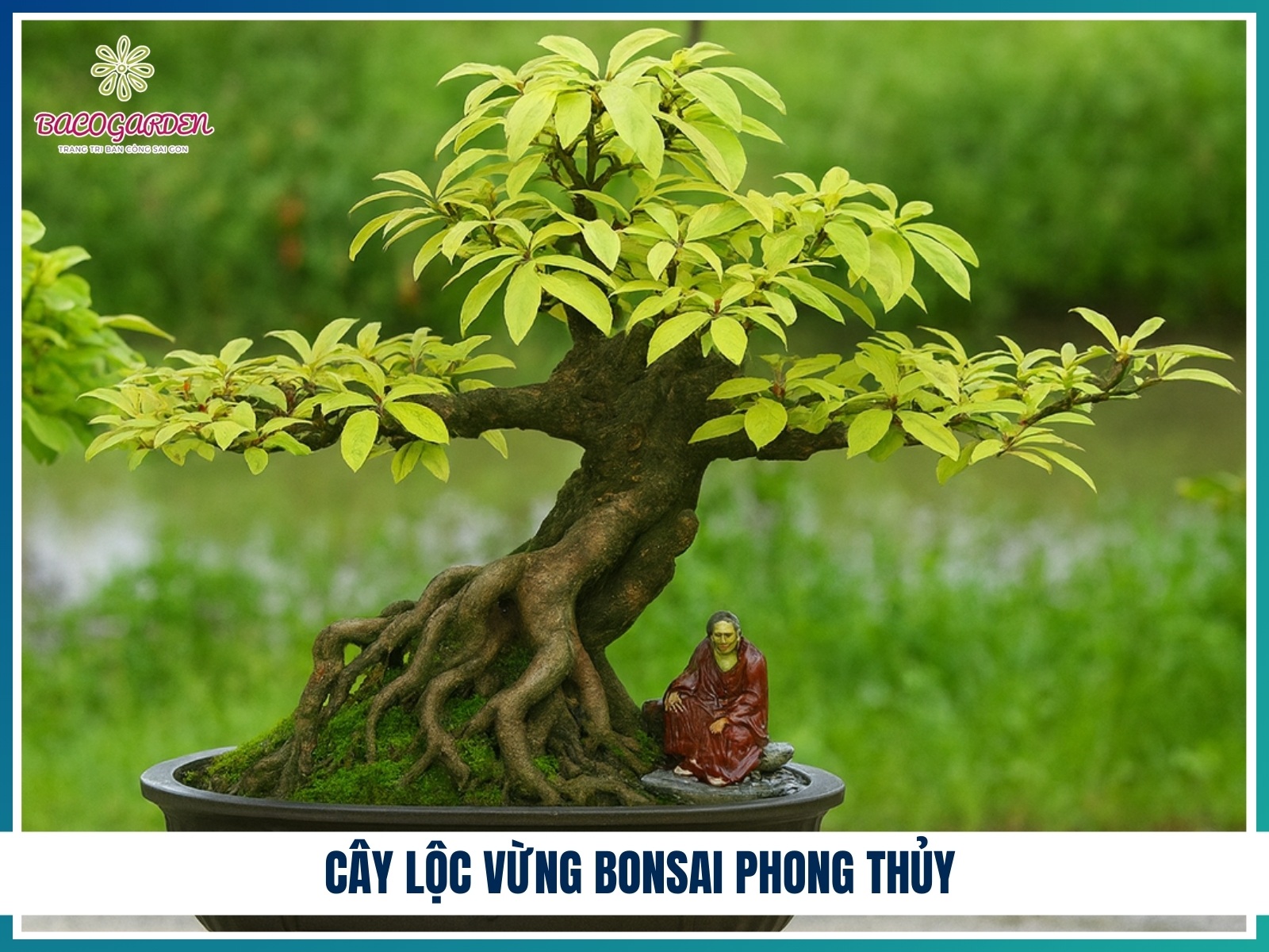 Cay loc vung bonsai phong thuy