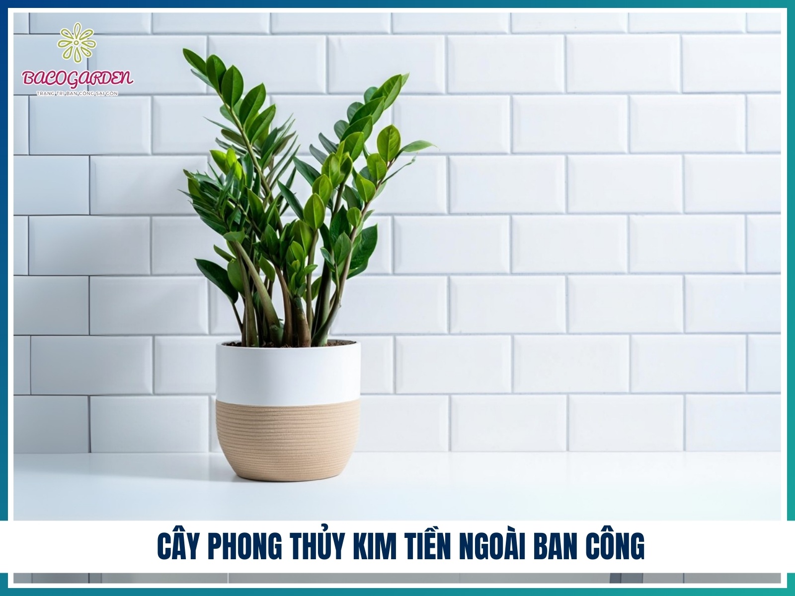 Cay phong thuy kim tien ngoai ban cong