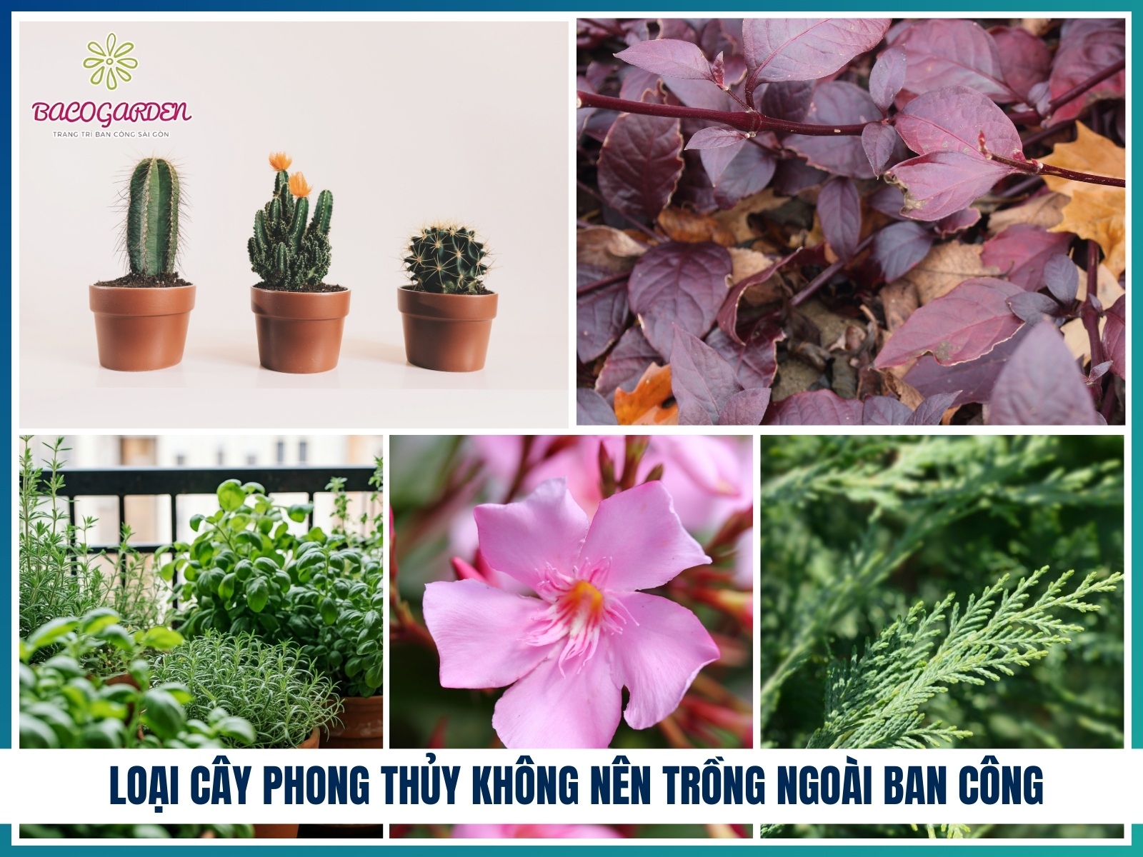 Nhung loai cay phong thuy khong nen trong ngoai ban cong