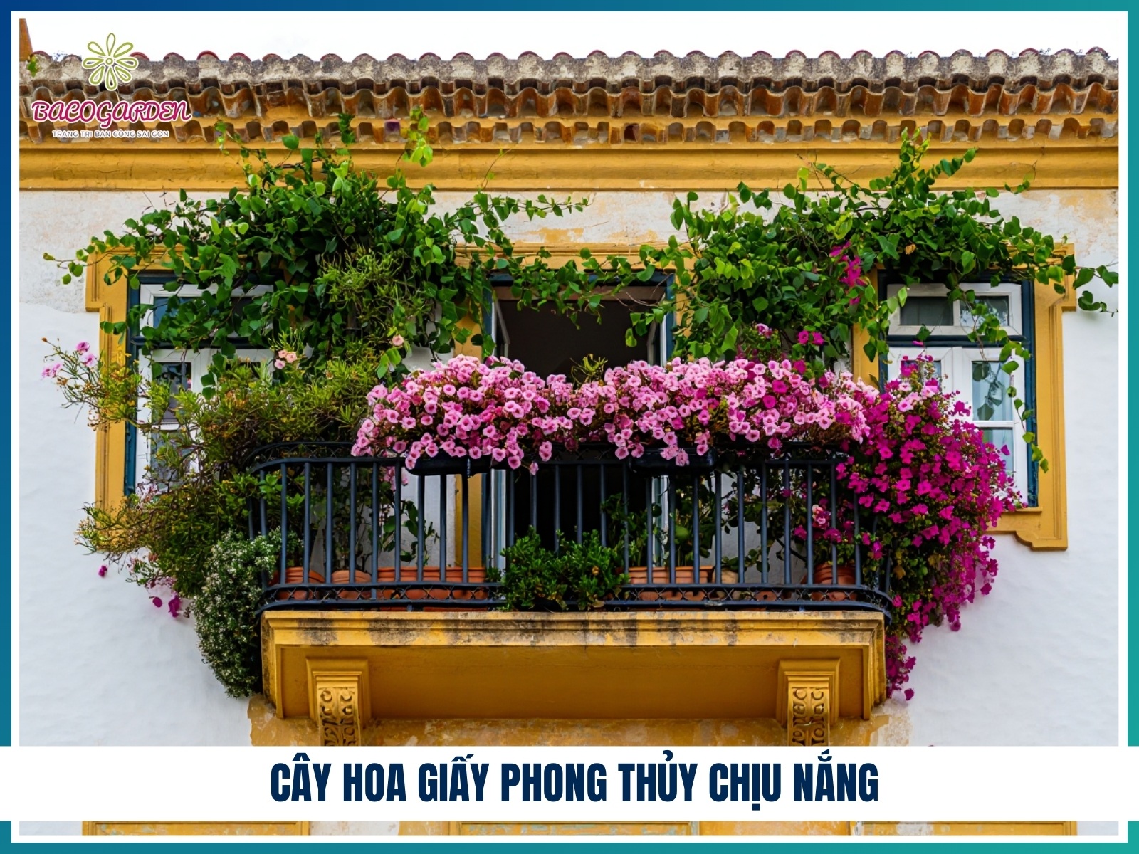 Cay hoa giay phong thuy chiu nang