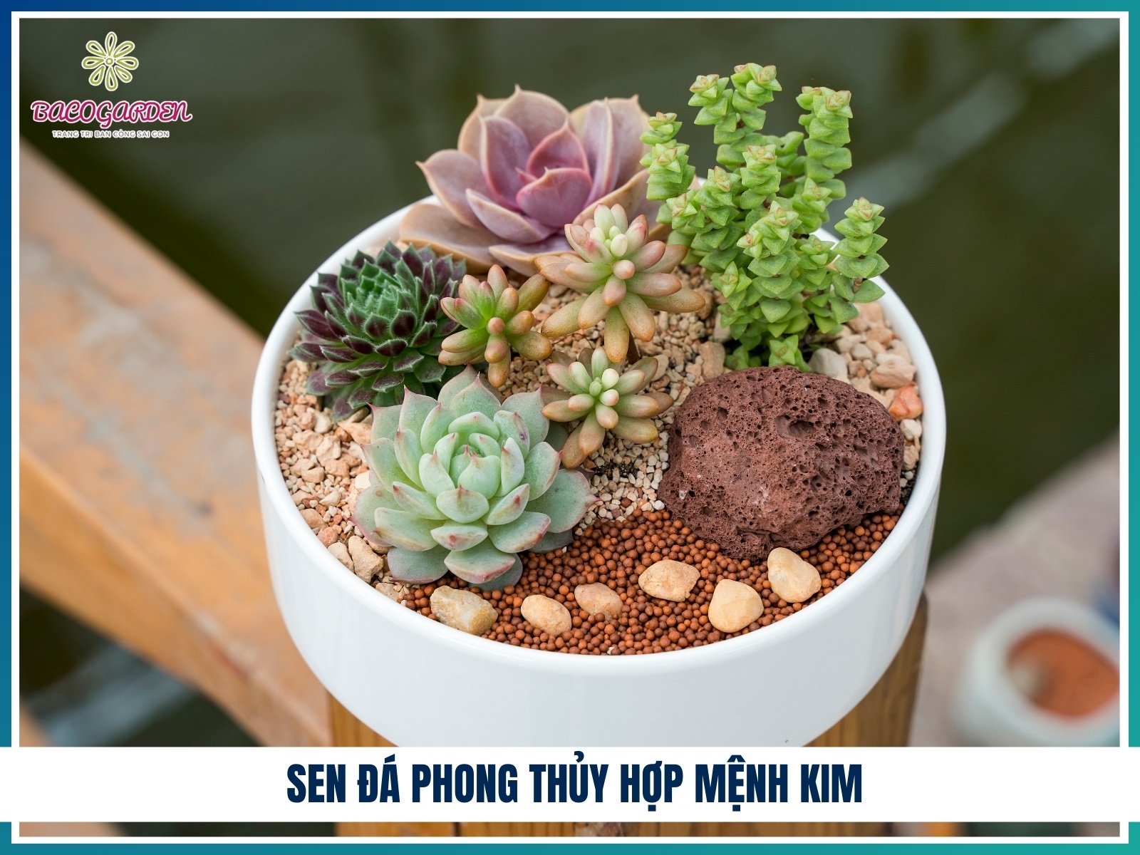 Sen da phong thuy hop menh Kim