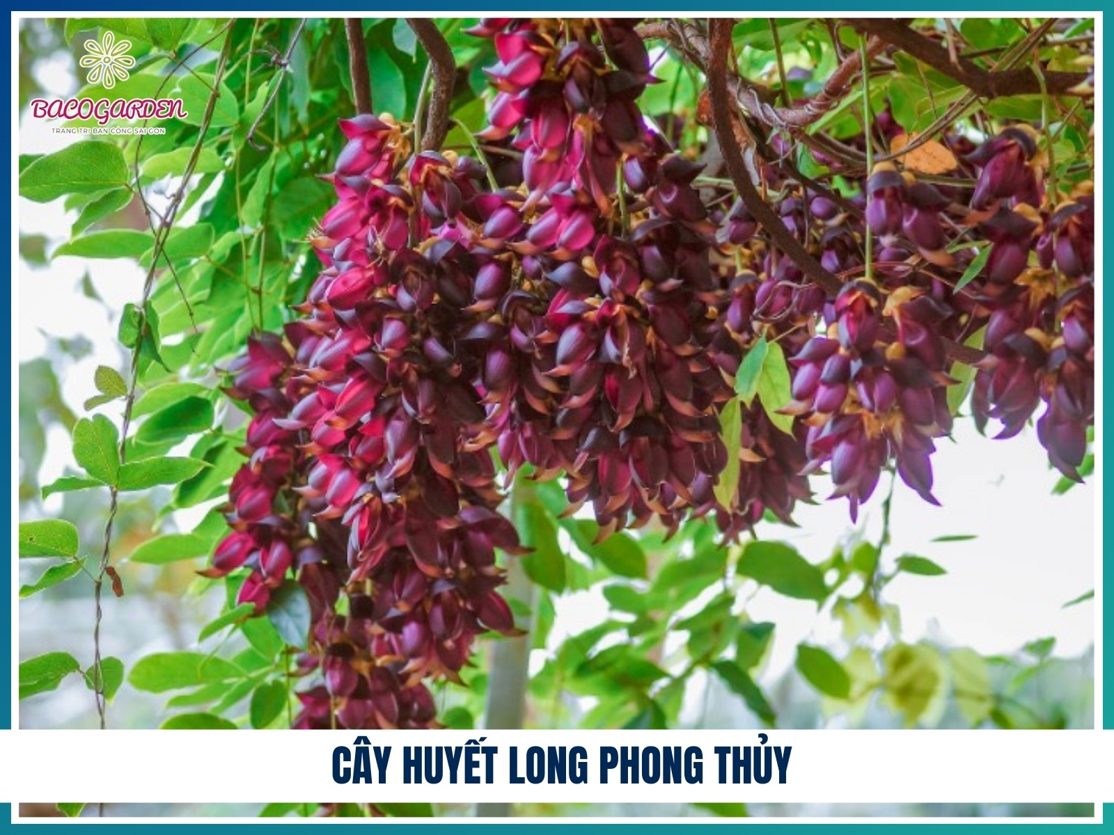 Cay huyet long phong thuy