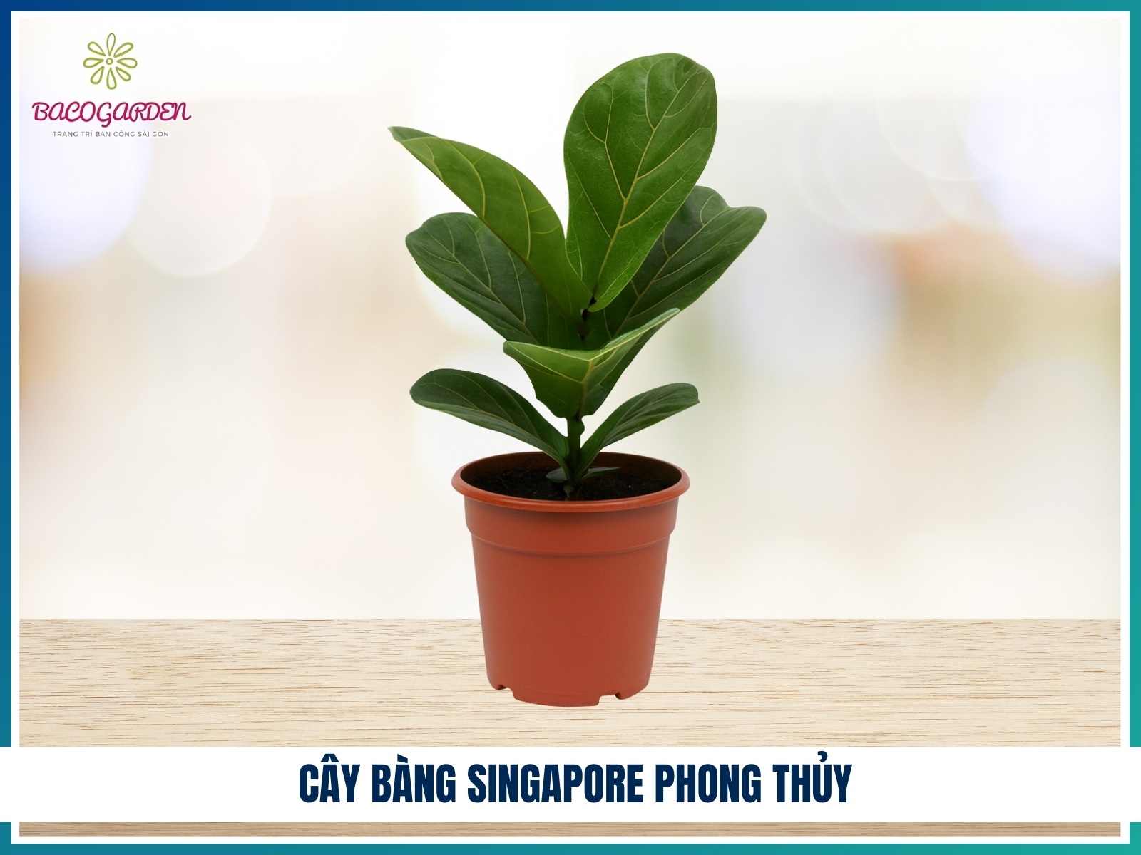 Cay bang Singapore phong thuy