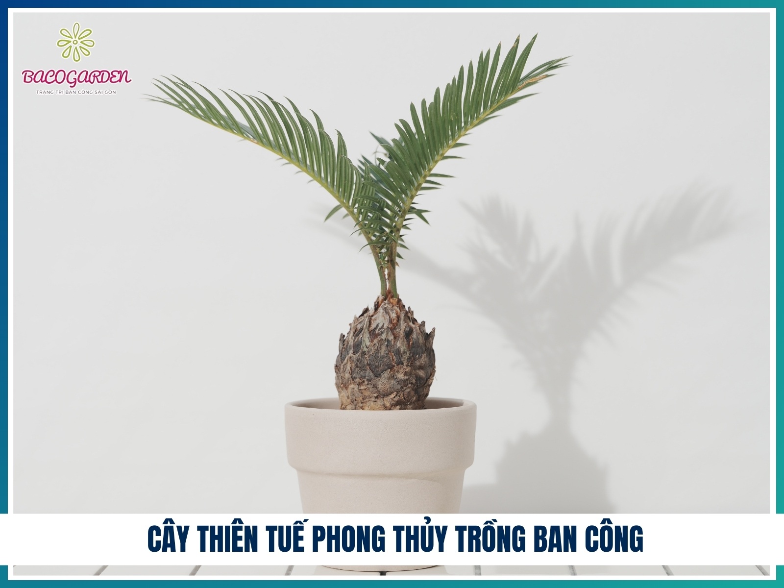 Cay thien tue phong thuy trong ban cong