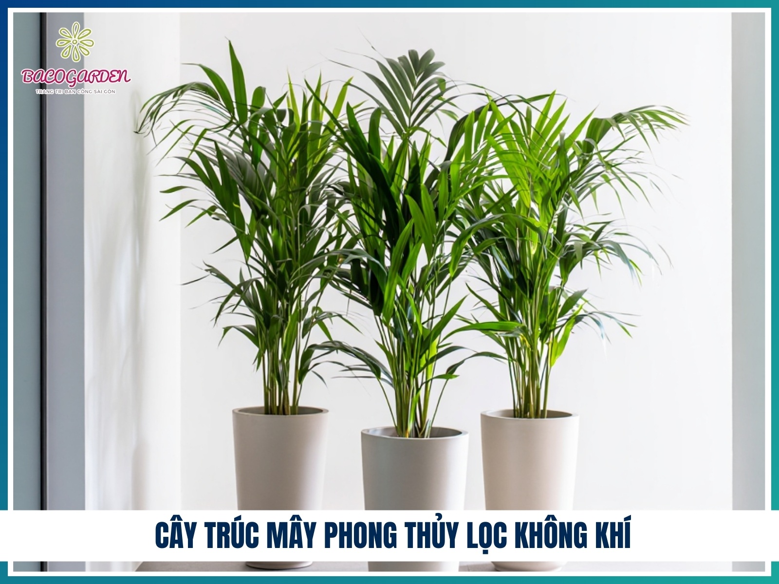 Cay truc may phong thuy loc khong khi