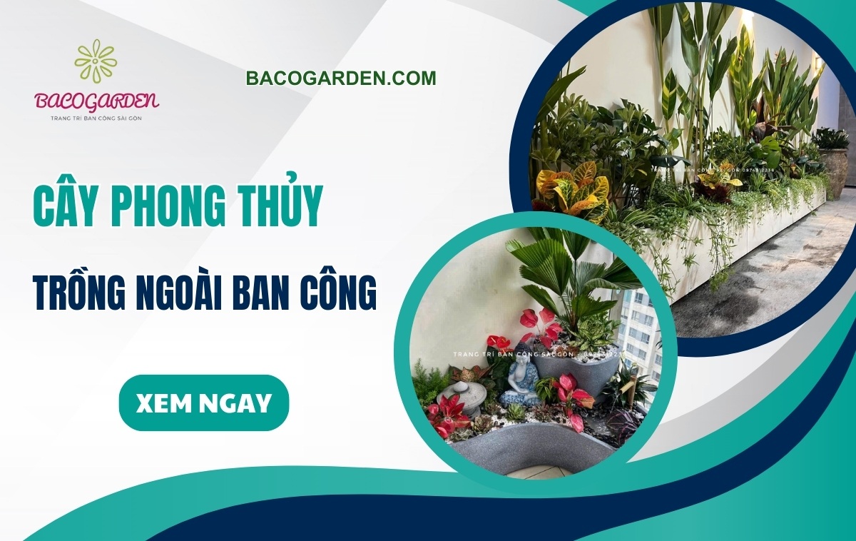 Cay phong thuy trong ngoai ban cong