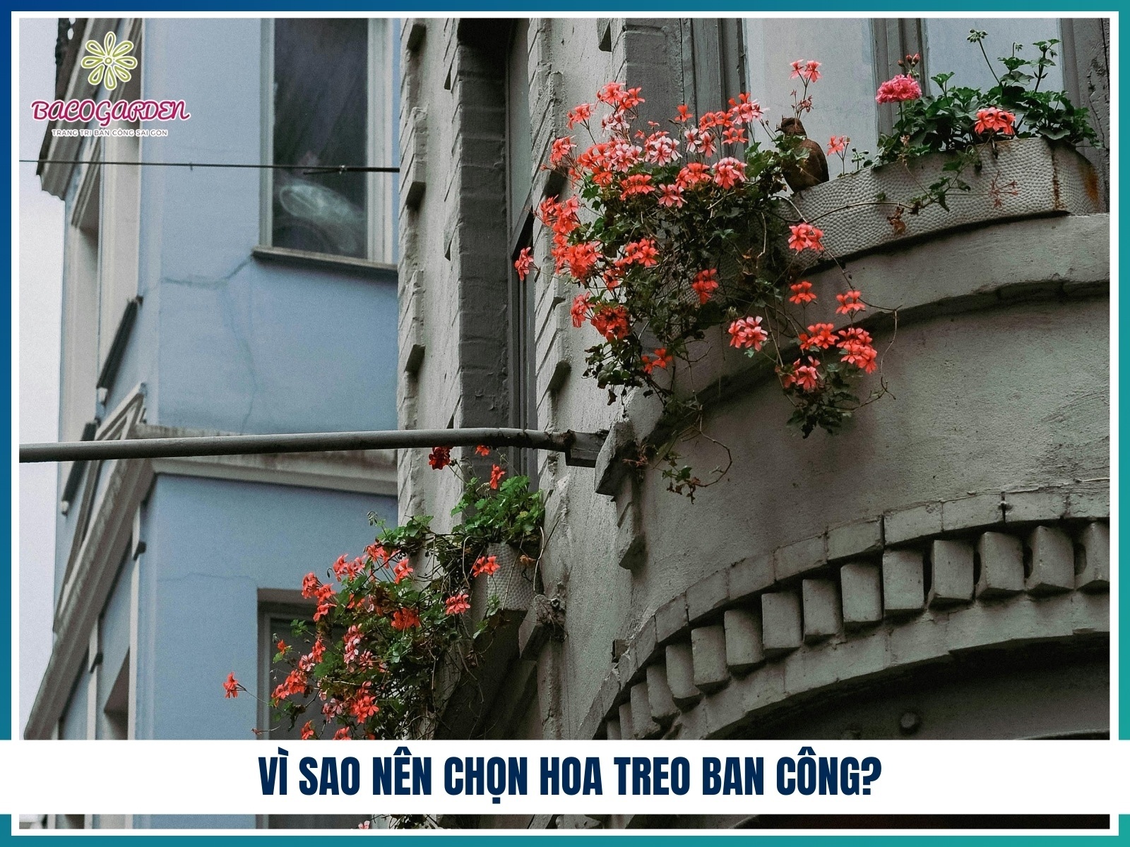 Vi sao nen chon hoa treo ban cong