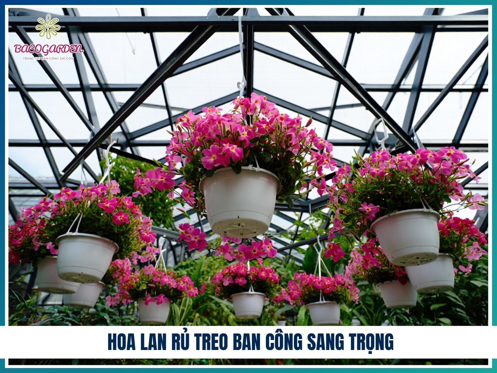 Hoa lan ru treo ban cong sang trong